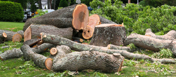 Trusted Pearl Beach, MI Tree Services Experts