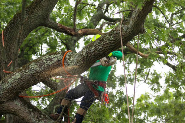 How Our Tree Care Process Works  in  Pearl Beach, MI