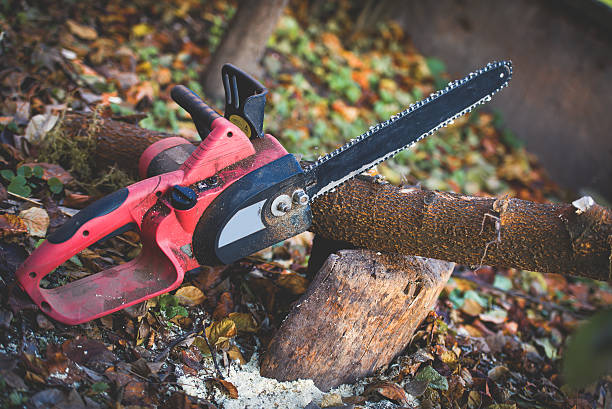 Leaf Removal in Pearl Beach, MI